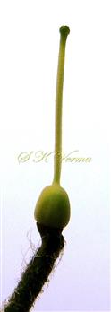  Pistil